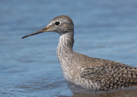 (c) Pablo S�nchez. Playa Bonita-Viedma - R�o Negro. 