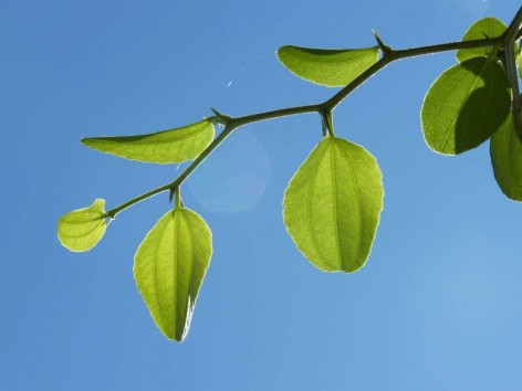 (c) Eduardo Haene. Mistol. 