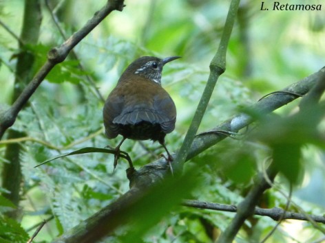 (c) Retamosa L.. MACUQUITO. 							