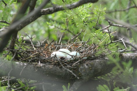 (c) Emilio Mart�n P�rez. Reserva Natural Villavicencio - Mendoza. 