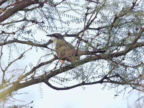 (c) Emilio Mart�n P�rez. Reserva Privada Punta del Agua (Luj�n) - San Luis. 
