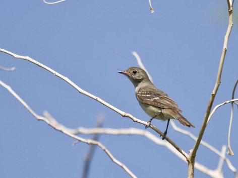(c) Emilio Mart�n P�rez. Reserva Privada Punta del Agua (Luj�n) - San Luis. 
