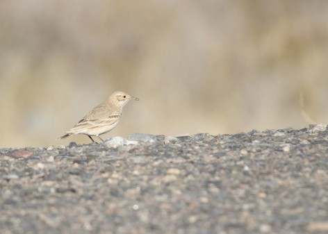 (c) Emilio Mart�n P�rez. La Tranca - San Luis. 