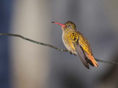 (c) Emilio Mart�n P�rez. Esteros del Iber� - Corrientes. 