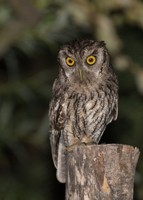 (c) Emilio Mart�n P�rez. Reserva Privada Punta del Agua (Luj�n) - San Luis. 