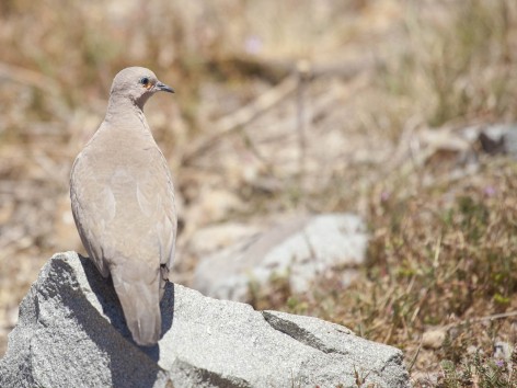 (c) Emilio Mart�n Perez. Reserva Natural Villavicencio - Mendoza. 