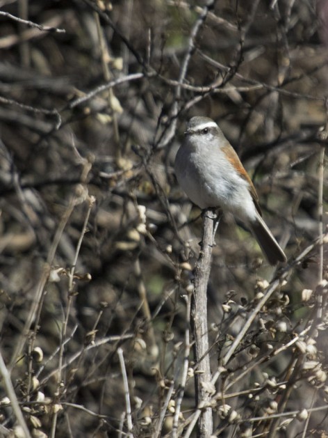 (c) Emilio Mart�n P�rez. Reserva Natural Villavicencio. 