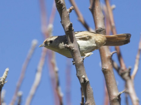 (c) Emilio Mart�n Perez. Reserva Privada Punta del Agua (Luj�n) - San Luis. 