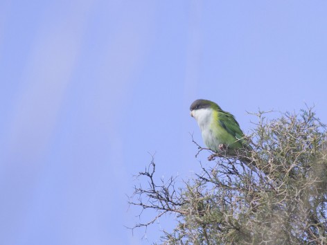 (c) Emilio Mart�n P�rez. Reserva Natural Villavicencio. 