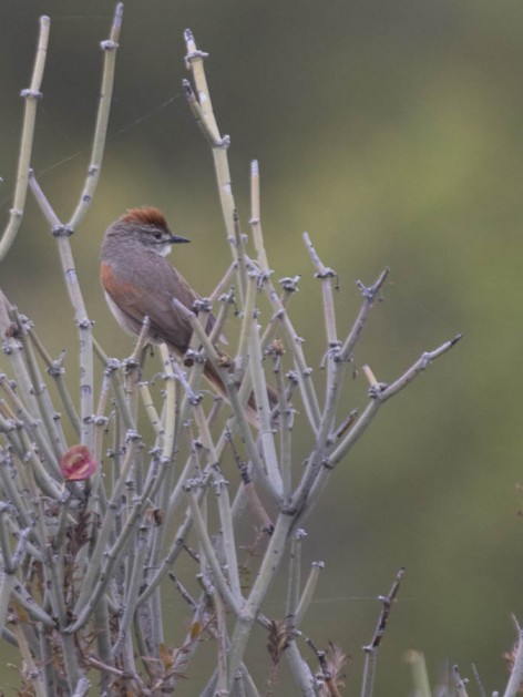 (c) Emilio Mart�n P�rez. Reserva Natural Villavicencio. 