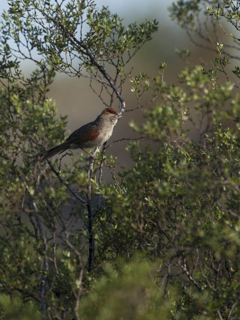 (c) Emilio Mart�n P�rez. Reserva Natural Villavicencio. 