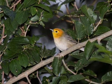 (c) Emilio Mart�n P�rez. Esteros del Iber� - Corrientes. 