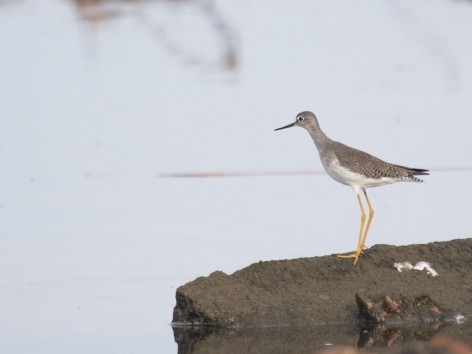 (c) Emilio Mart�n P�rez. Miramar - C�rdoba. 