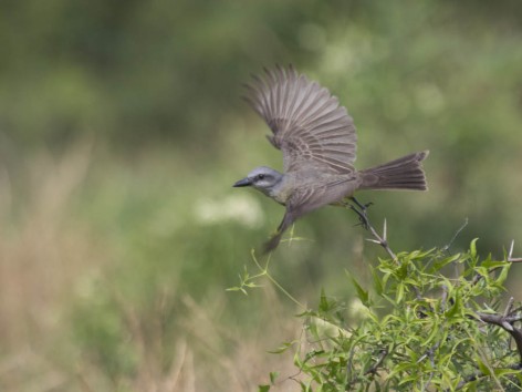 (c) Emilio Mart�n P�rez. Reserva Privada Punta del Agua (Luj�n) - San Luis. 