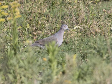 (c) Emilio Mart�n P�rez. Reserva Privada Punta del Agua - Luj�n - San Luis. 