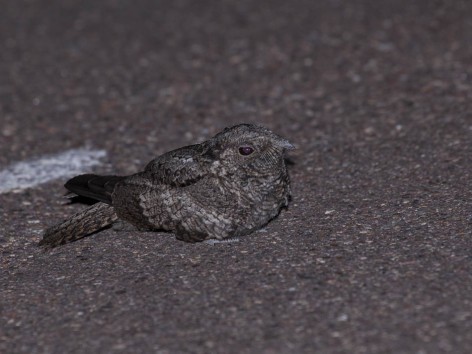 (c) Emilio Mart�n P�rez. Reserva Natural Villavicencio - Mendoza. 