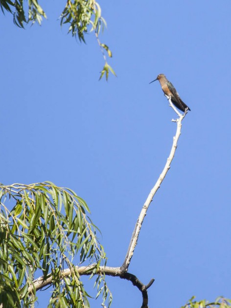 (c) Emilio Mart�n P�rez. Reserva Natural Villavicencio - Mendoza. 