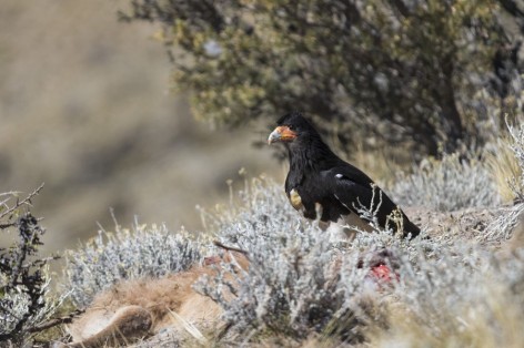 (c) Emilio Martin Perez. Reserva Natural Villavicencio - Mendoza. 