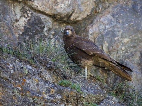 (c) Emilio Martin Perez. Reserva Natural Villavicencio - Mendoza. <p>Juvenil</p>