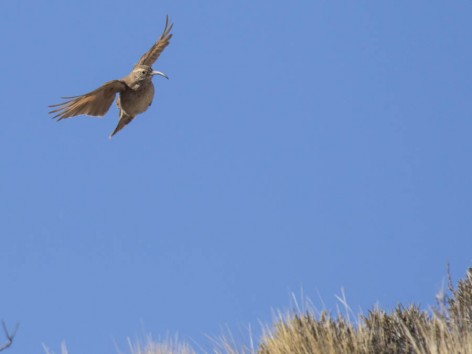 (c) Emilio Martin Perez. Reserva Natural Villavicencio - Mendoza. 