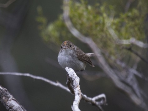 (c) Emilio Martin Perez. Reserva Privada Punta del Agua (Luj�n) - San Luis. 