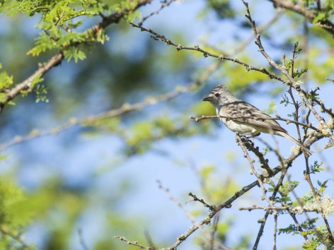 (c) Emilio Martin Perez. Parque Nacional El Palmar. 