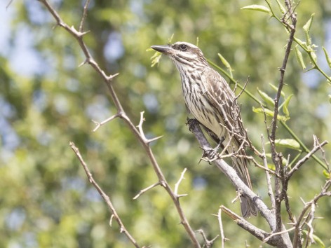(c) Emilio Martin Perez. Reserva Privada Punta del Agua (Luj�n) - San Luis. 