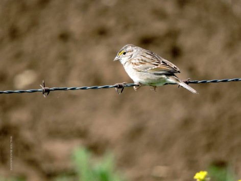 (c) Walter Bustamante. . 