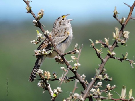 (c) Water Bustamante. . 