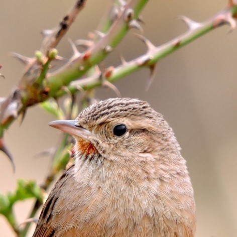 (c) Walter Bustamante. . 