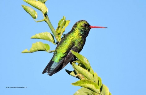 (c) Walter Bustamante. C�rdoba. 