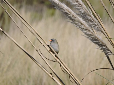 (c) Walter Bustamante. Paraje Cuchi Corral - La Cumbre - C�rdoba. 