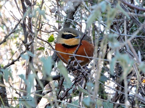 (c) Walter Bustamante. . 