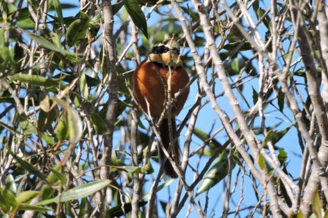 (c) Walter Bustamante. . 