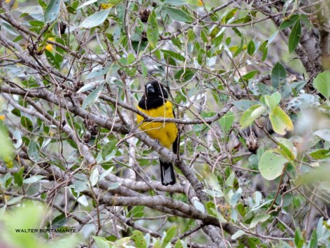 (c) Walter Bustamante. C�rdoba. 