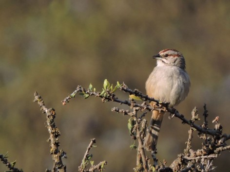 (c) Walter Bustamante. . 