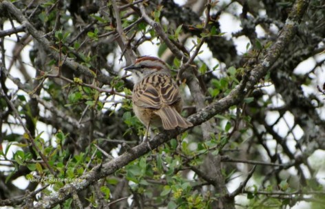 (c) Walter Bustamante. . 