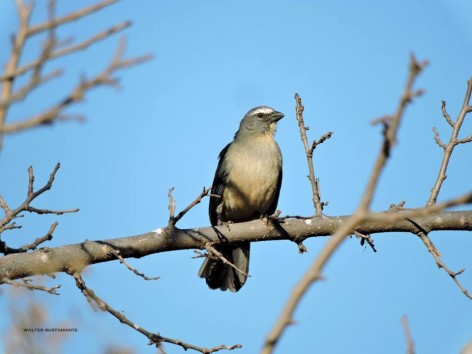 (c) Walter Bustamante. Dique Cruz del Eje - C�rdoba. 