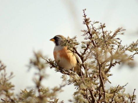 (c) Walter Bustamante. Capilla del Monte - C�rdoba. 