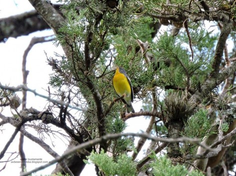 (c) Walter Bustamante. . 