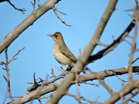 (c) Walter Bustamante. El Drag�n - C�rdoba. 