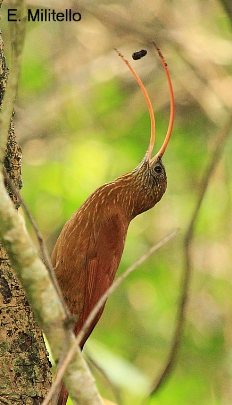 (c) Eduardo Militello. Parque Nacional R�o Pilcomayo. 