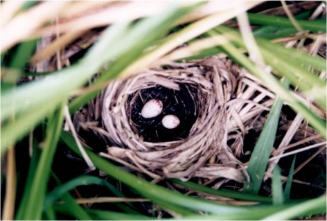(c) Roberto Canelo. Nido de Ara�ero Cara Negra parasitado, Parque Nacional El Rey. 