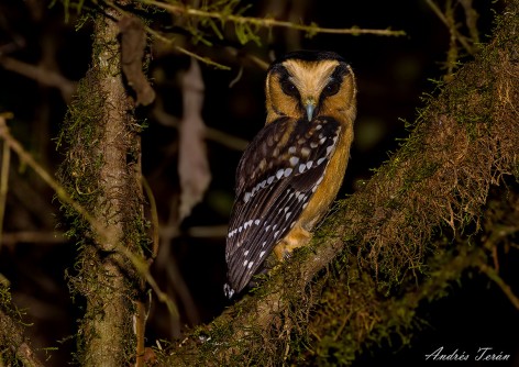 (c) Andres Teran. Parque Nacional Aconquija - Tucuman. 														