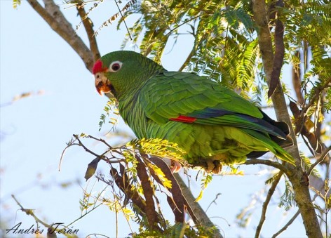 (c) Andres teran. San Lorenzo - Salta. 																												