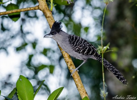 (c) Andres Teran. Batara cinerea cinerea. 														