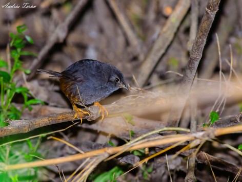 (c) Andres Teran. Hua Hum - PN Lanin. 														