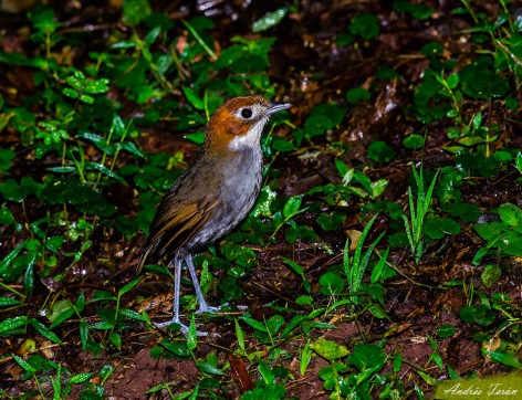 (c) Andres Teran. Parque Nacional Calilegua. 														