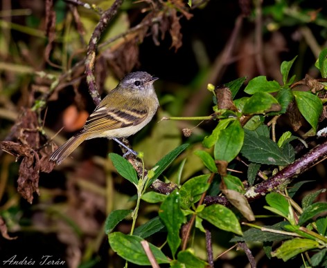 (c) Andres Teran. Parque Provincial Potrero de Yala - Jujuy. 														