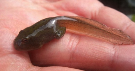 (c) CANO Daniela, NIEVA Omar, CARRIZO Dami�n, VIVANCO Luis, BARRIONUEVO Sebasti�n, PONSSA Laura. RANA MARSUPIAL TUCUMANA. Larva de Gastrotheca gracilis			